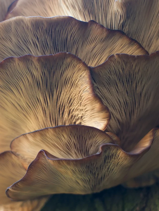 7 Reasons Why Mushroom Are a Must-Have in Your Diet